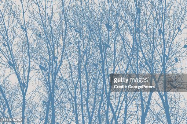 flock of crows perching in bare trees - rookery stock illustrations