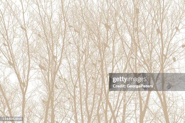 flock of crows perching in bare trees - tree shadow background stock illustrations