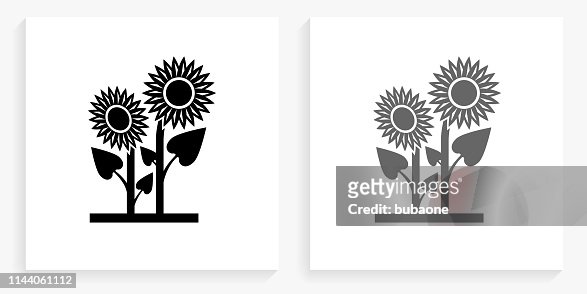 Sunflower Black And White Square Icon High-Res Vector Graphic - Getty Images