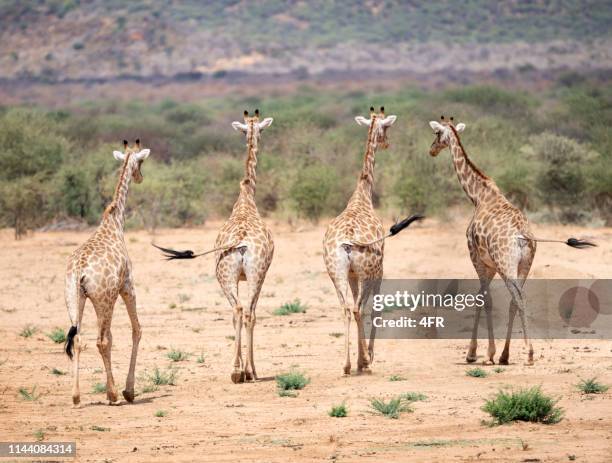 kudde giraffen wandelen door de savanne voeren hun staarten, namibië - kudde stockfoto's en -beelden