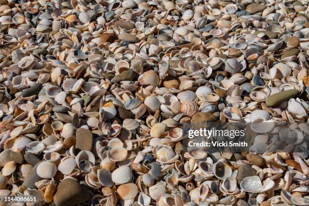 close up of shells on the beach - seabed stock pictures, royalty-free photos & images