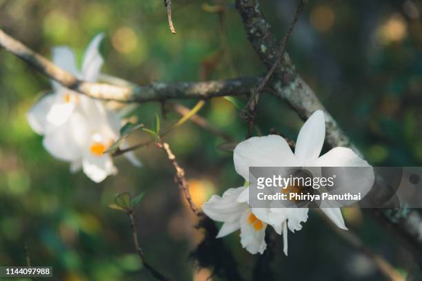 wild orchid - orquidea salvaje fotografías e imágenes de stock