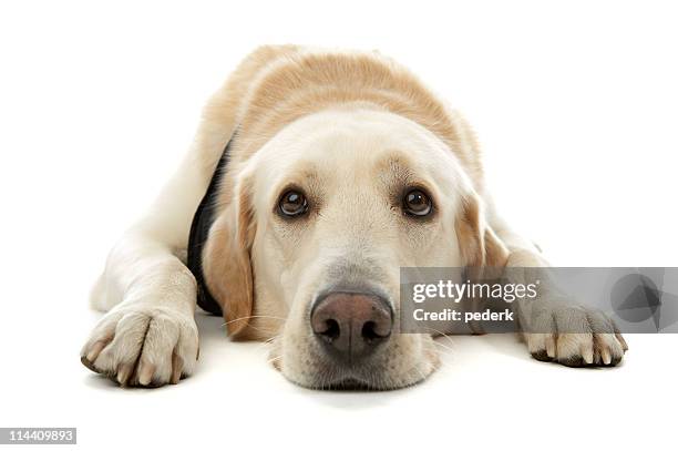 a yellow labrador retriever laying down - dog lying down stock pictures, royalty-free photos & images