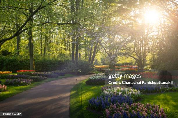 blooming flower in the garden of keukenhof, netherlands - botanical garden 個照片及圖片檔