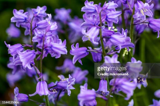 garden bluebells flower - bluebell stock pictures, royalty-free photos & images