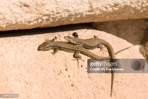 european wall lizards - animal head on wall stock pictures, royalty-free photos & images