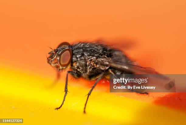 sarcophagus fly - sarcophagus stock pictures, royalty-free photos & images