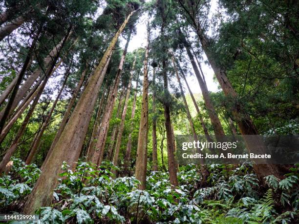 interior of a humid forest of big trees and trunks (cryptomeria japonica) in island of  sao miguel, azores islands, portugal. - cryptomeria japonica stock pictures, royalty-free photos & images