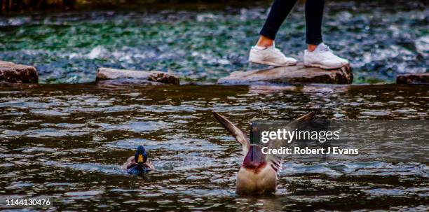 ducks at dovedale stepping stones - dovedale stockfoto's en -beelden