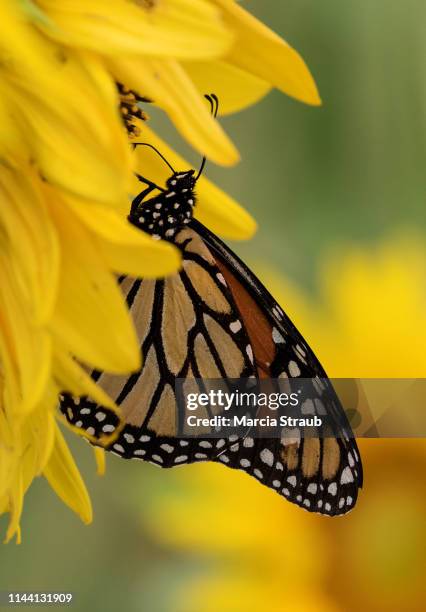 monarch butterfly on sunflowers in the field - yellow perch stock-fotos und bilder