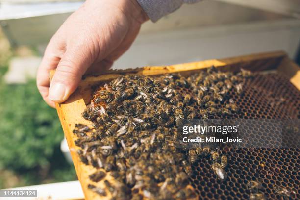 swarm of bees on beehive frame - manuka honey stock pictures, royalty-free photos & images