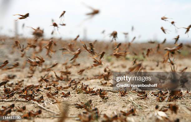 gafanhoto na a mover - inseto imagens e fotografias de stock