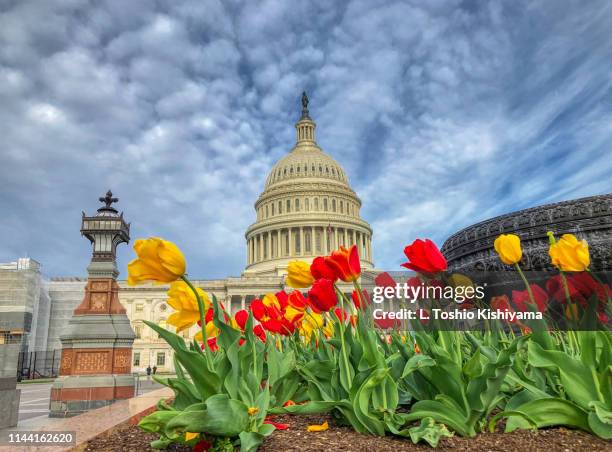 1,611 Dc Capitol Spring Stock Photos, High-Res Pictures, and Images ...
