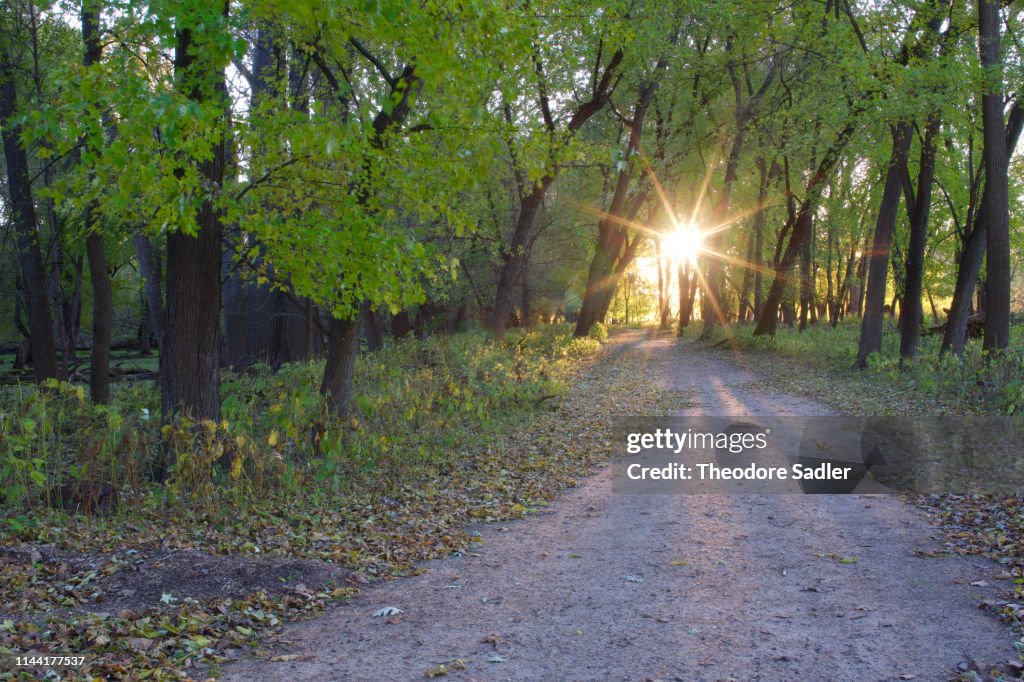 A forested path at sunset