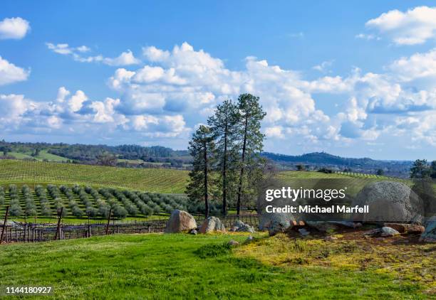 amador county wineries 8 - foothills stockfoto's en -beelden