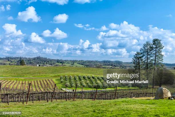 amador county wineries 9 - foothills - fotografias e filmes do acervo