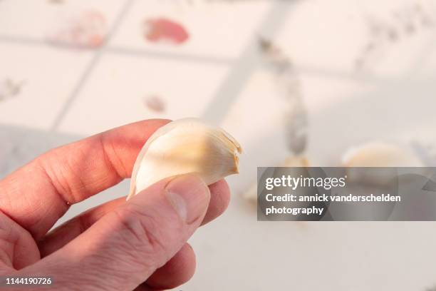 garlic - garlic clove stock pictures, royalty-free photos & images