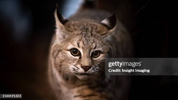 bobcat looking straight - bobcat stock pictures, royalty-free photos & images