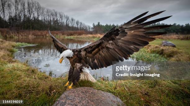 american bald eagle landing - eagle wings stock pictures, royalty-free photos & images