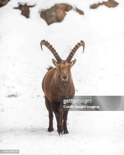 alpine ibex - capricorn stock pictures, royalty-free photos & images