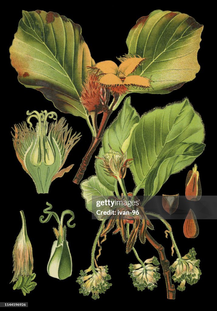 European beech, common beech