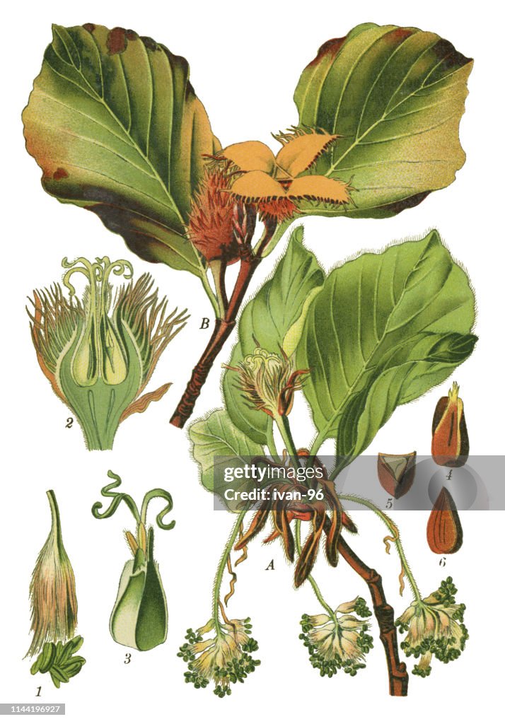 European beech, common beech