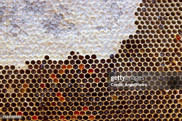 a piece of honeycomb - honey bee stock pictures, royalty-free photos & images