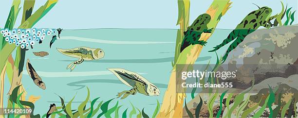 stockillustraties, clipart, cartoons en iconen met frog life cycle - amphibian