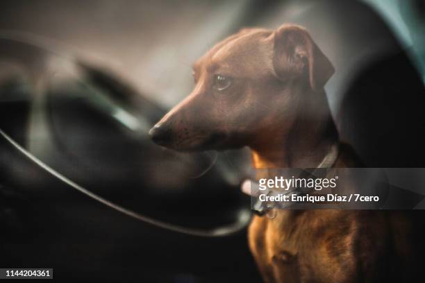 small dog inside car window - alentejo stockfoto's en -beelden