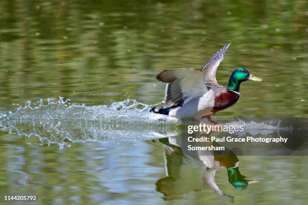 male mallard landing. - mallard duck stock pictures, royalty-free photos & images