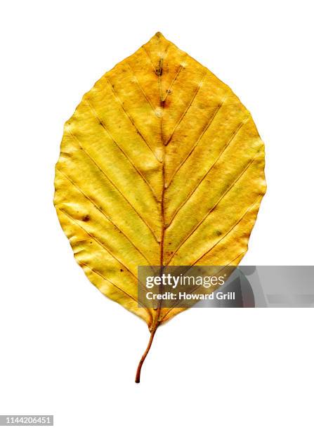 autumn beech leaf for extracting or blending - fall leaves isolated stock pictures, royalty-free photos & images