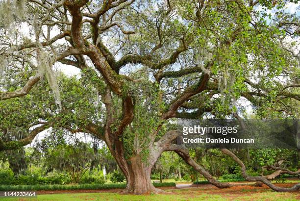 oak tree at the park - live oak tree stock pictures, royalty-free photos & images