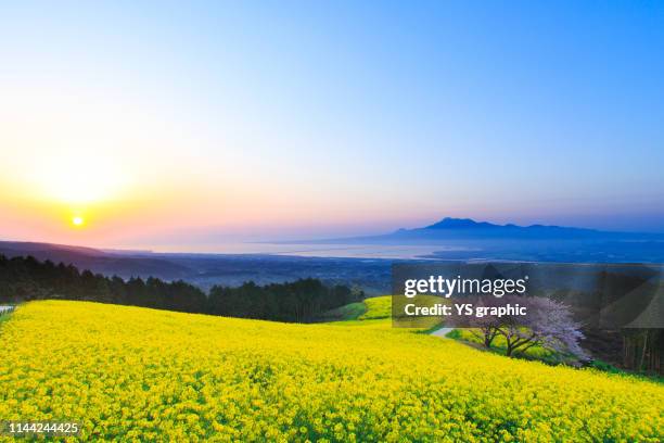 superb view of rape blossoms and cherry blossoms - brassica - fotografias e filmes do acervo