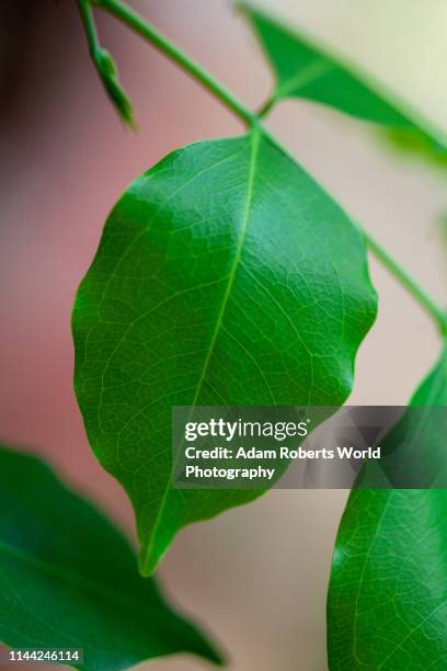 Beng Tree 14 Afzelia Stock Photos, High-Res Pictures, and Images - Getty Images