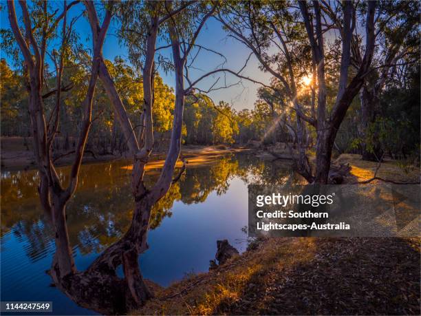 golden light of an autumn dusk in the murray valley national park, along a billabong of the murray river, corowa, new south wales, australia. - murray river foto e immagini stock