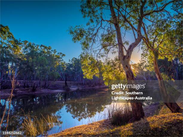 late afternoon light just before dusk along the banks of a billabong in the murray valley national park, near the murray river, corowa, new south wales, australia. - billabong water stock pictures, royalty-free photos & images