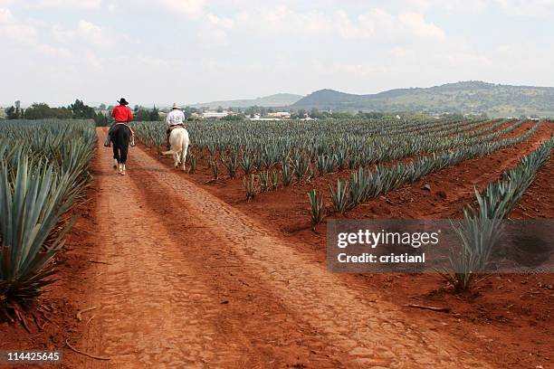 agave - guadalajara méxico fotografías e imágenes de stock