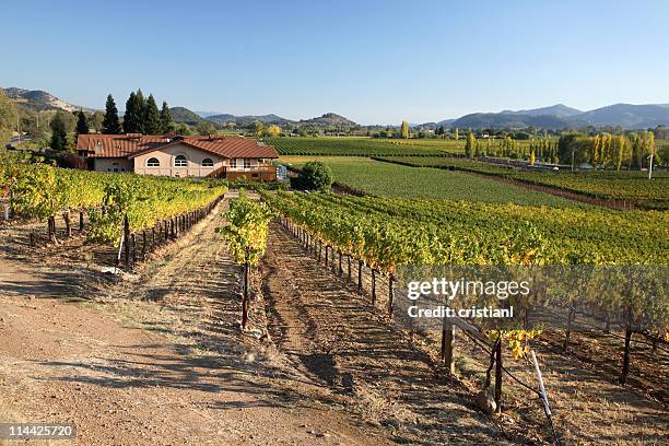 vineyards in napa valley - napa california stock pictures, royalty-free photos & images