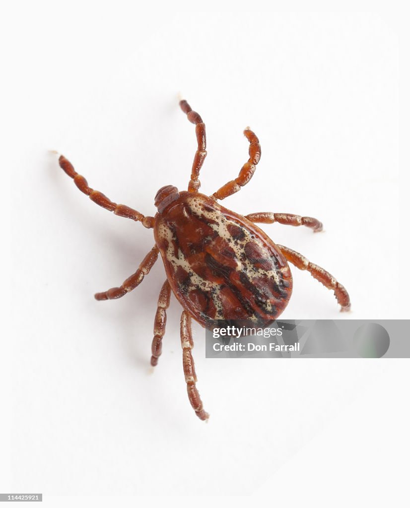 Tick Close up