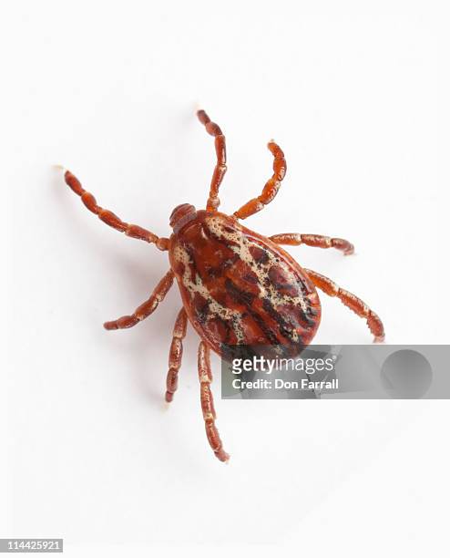 tick close up - tick animal stock pictures, royalty-free photos & images