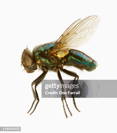 Common House Fly Common House Fly
