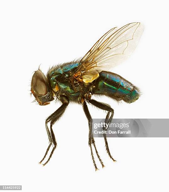 common house fly - insecto fotografías e imágenes de stock