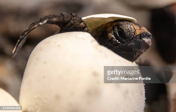 a turtle hatching - hatching foto e immagini stock