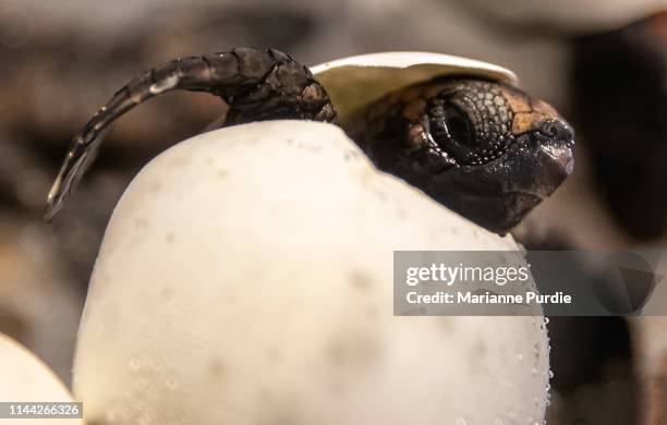 a turtle hatching - hatch stock pictures, royalty-free photos & images