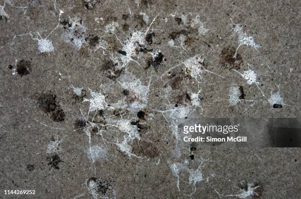 bird droppings on concrete - gusano stock-fotos und bilder