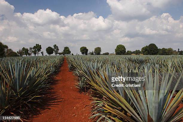 plantación de agave - tequila fotografías e imágenes de stock