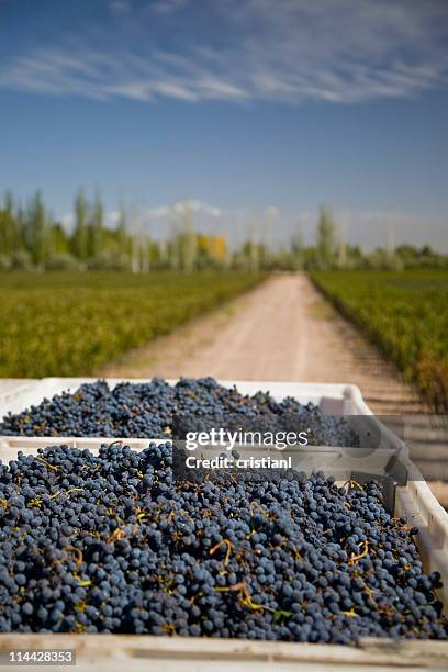 harvest of malbec grape in mendoza - malbec stock pictures, royalty-free photos & images