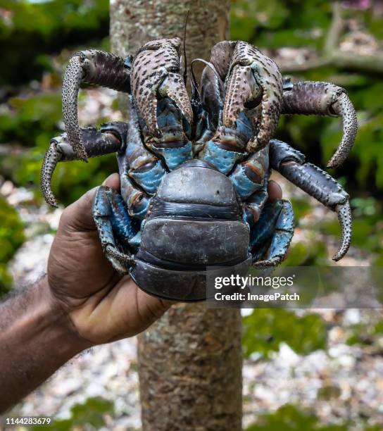 giant coconut crab being hand held. - coconut crab stock pictures, royalty-free photos & images