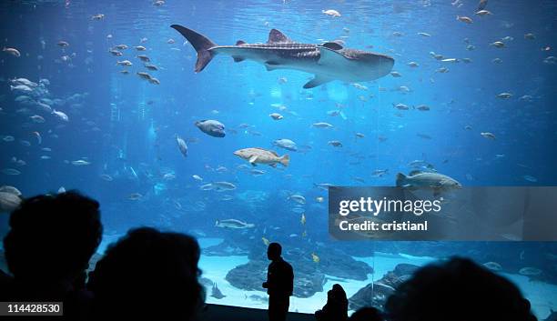 tiburones en el aquarium de atlanta - fish tank fotografías e imágenes de stock