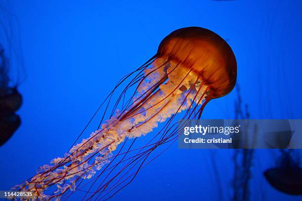 água-viva - jellyfish - fotografias e filmes do acervo